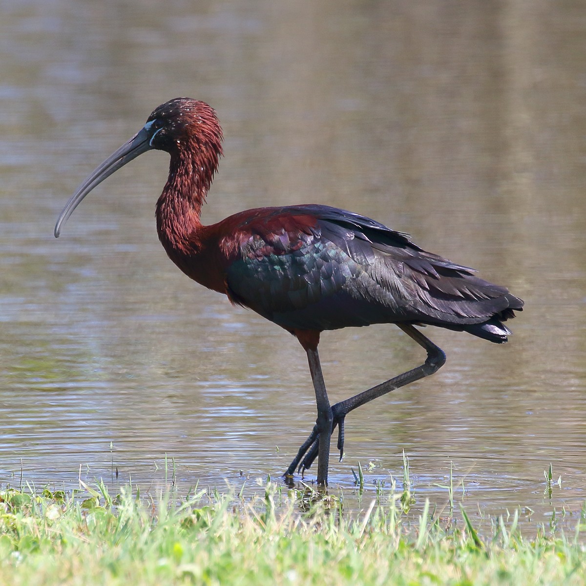 Glossy Ibis - Dan Vickers