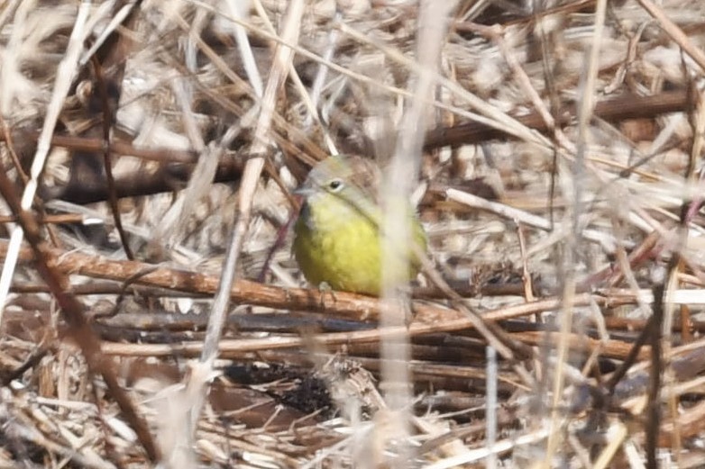 Orange-crowned Warbler - ML532964521