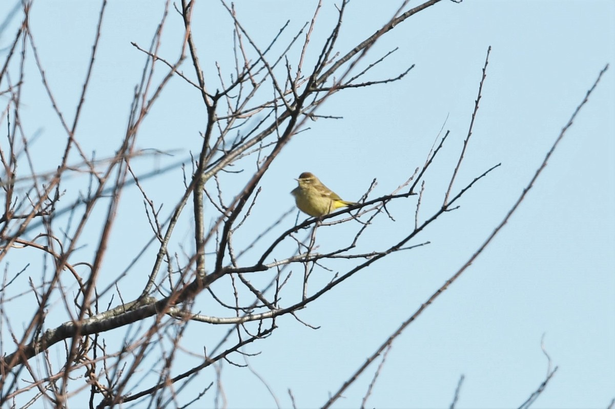 Palm Warbler - ML532964531