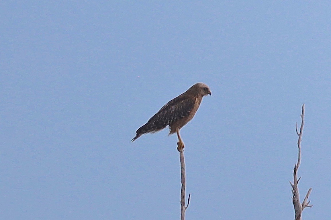 Red-shouldered Hawk - ML532964621