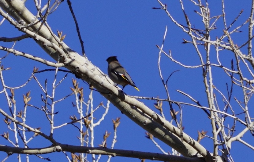 Bohemian Waxwing - ML532964701