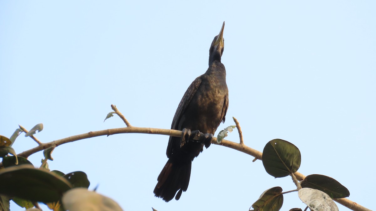 Indian Cormorant - Sunita Dighe