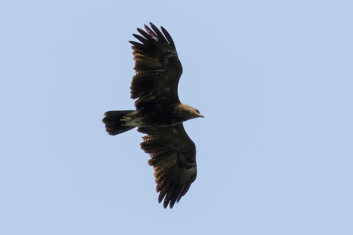 Lesser Spotted Eagle - Mario Vigo