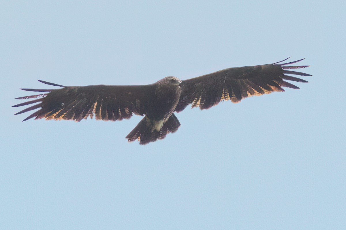 Lesser Spotted Eagle - ML532965001