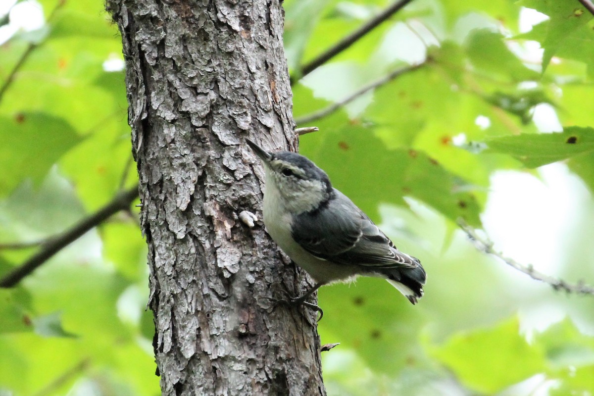 White-breasted Nuthatch (Eastern) - ML532965661