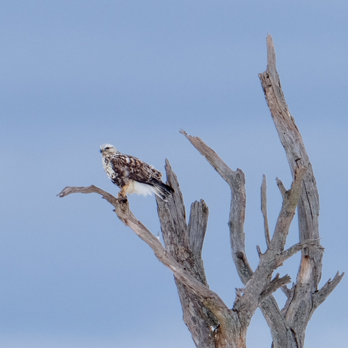 Rough-legged Hawk - ML532967691