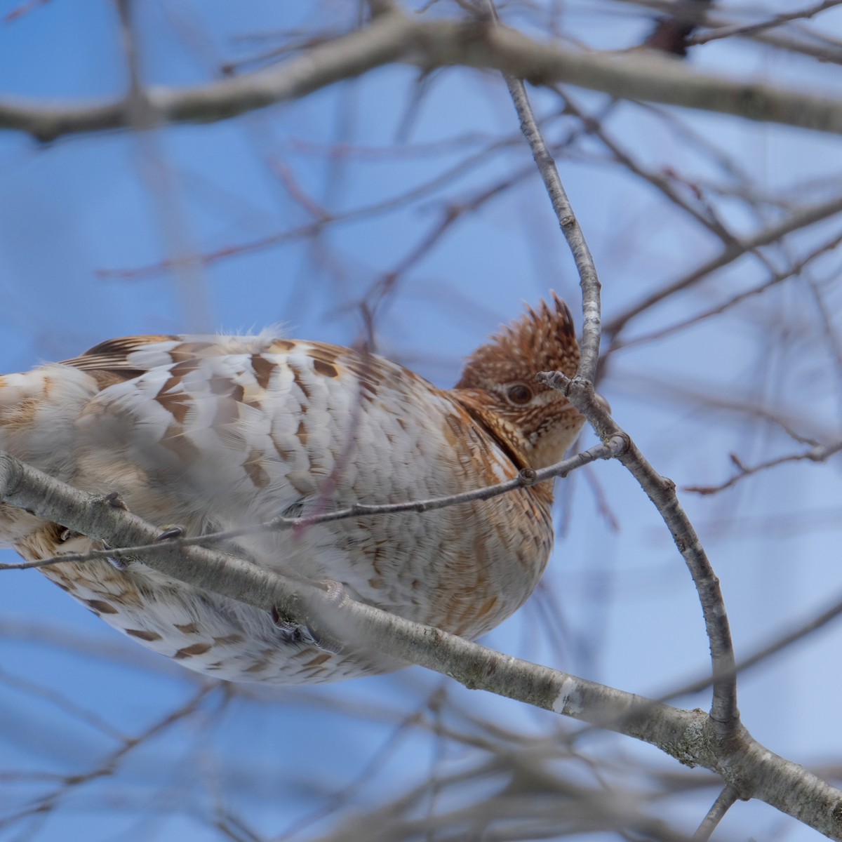 Ruffed Grouse - Jean-Marc Emery