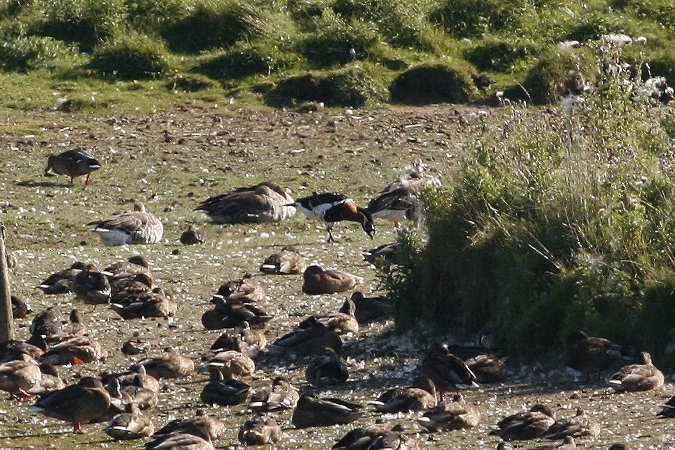 Red-breasted Goose - ML532967791