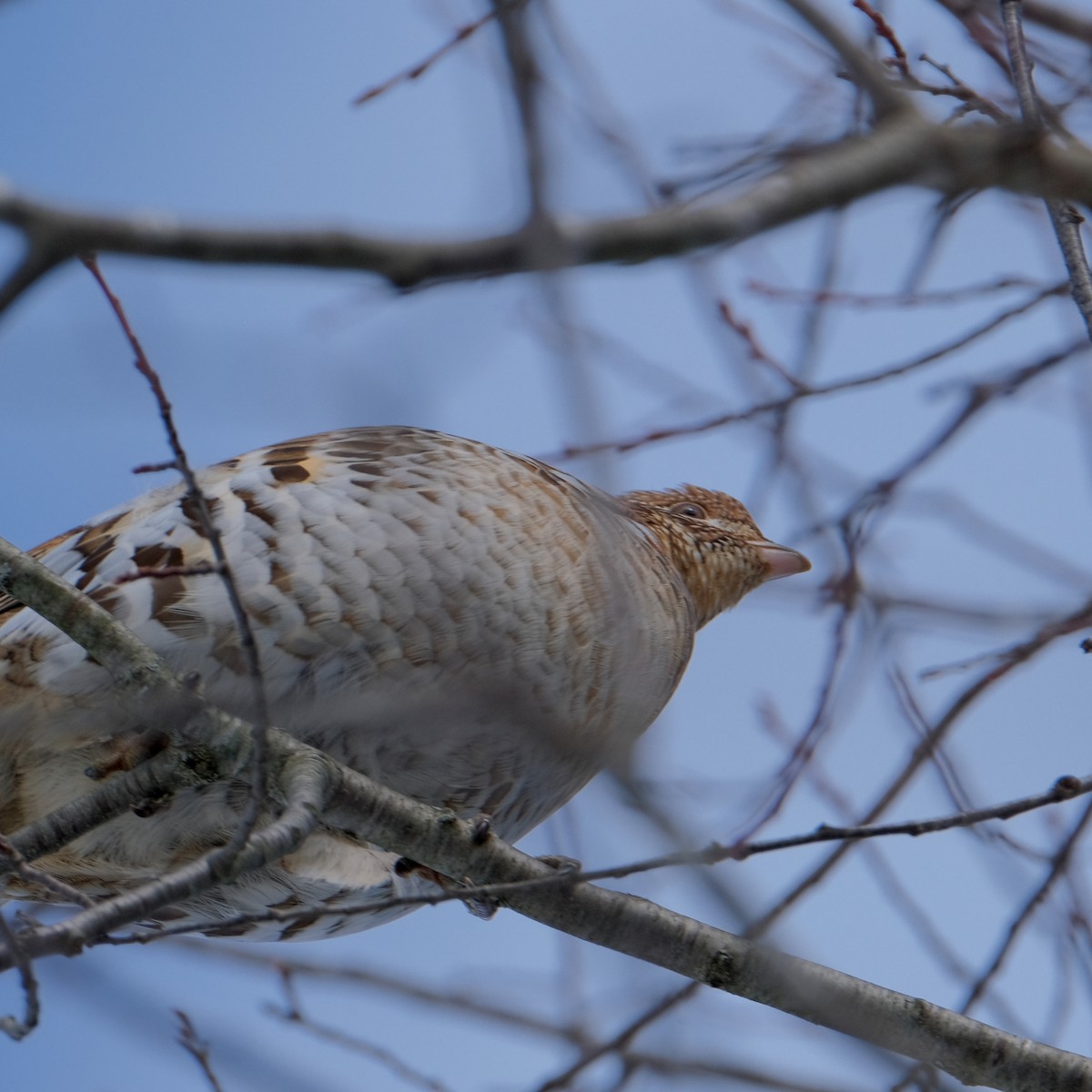 Ruffed Grouse - ML532967801