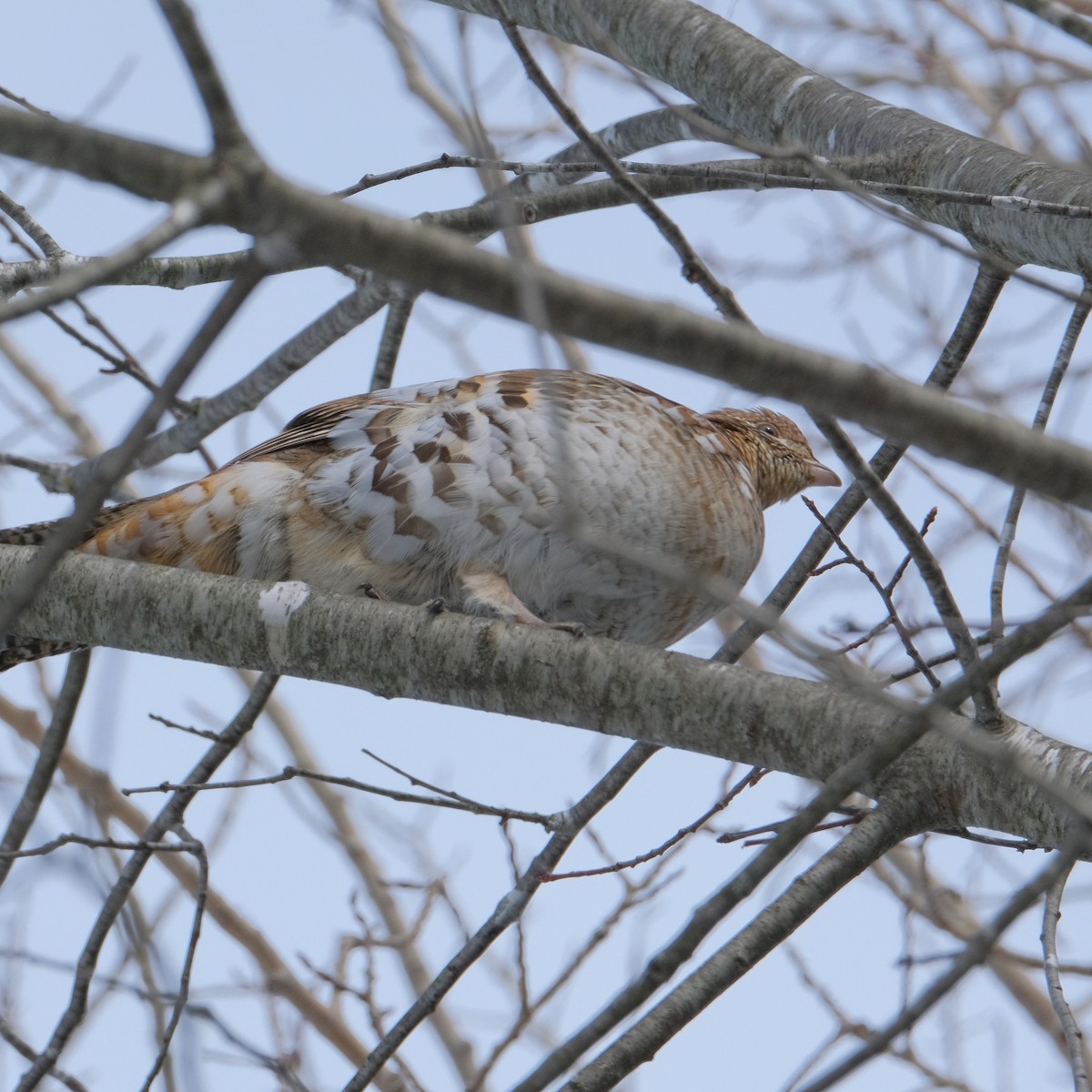 Ruffed Grouse - ML532967821