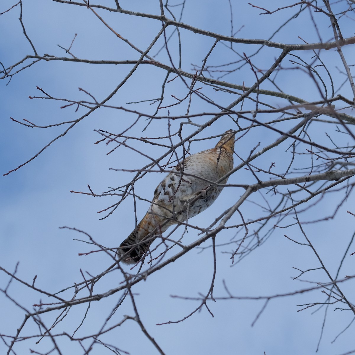 Ruffed Grouse - Jean-Marc Emery