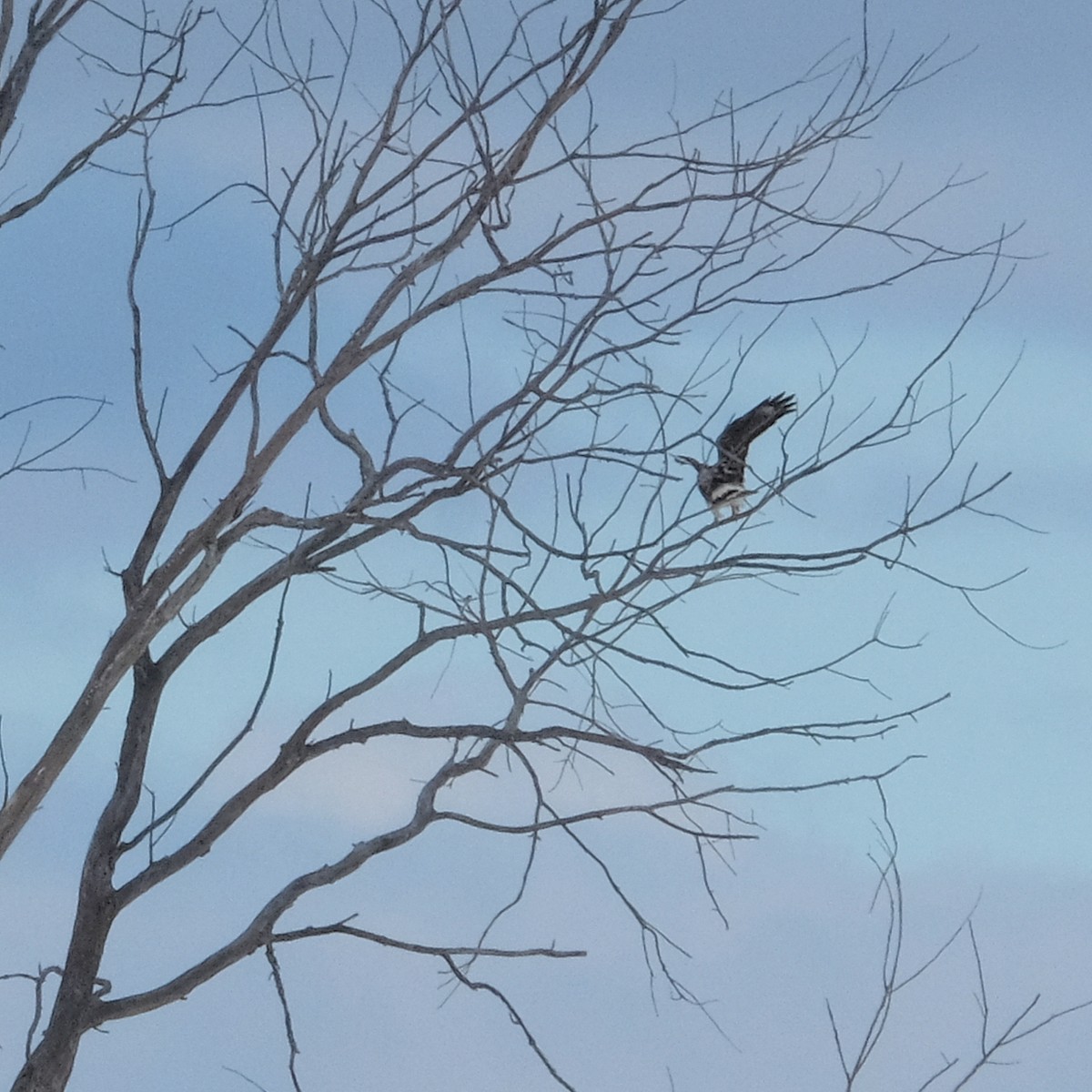 Rough-legged Hawk - ML532967911