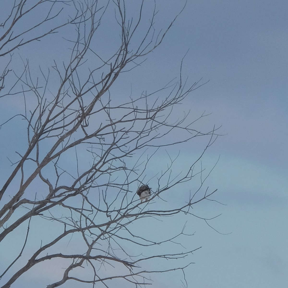 Rough-legged Hawk - ML532967931