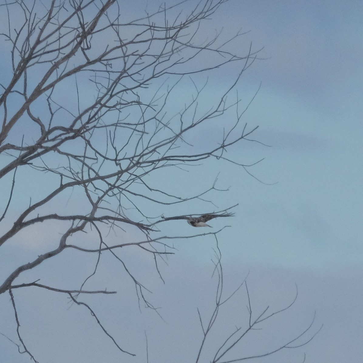 Rough-legged Hawk - ML532967951