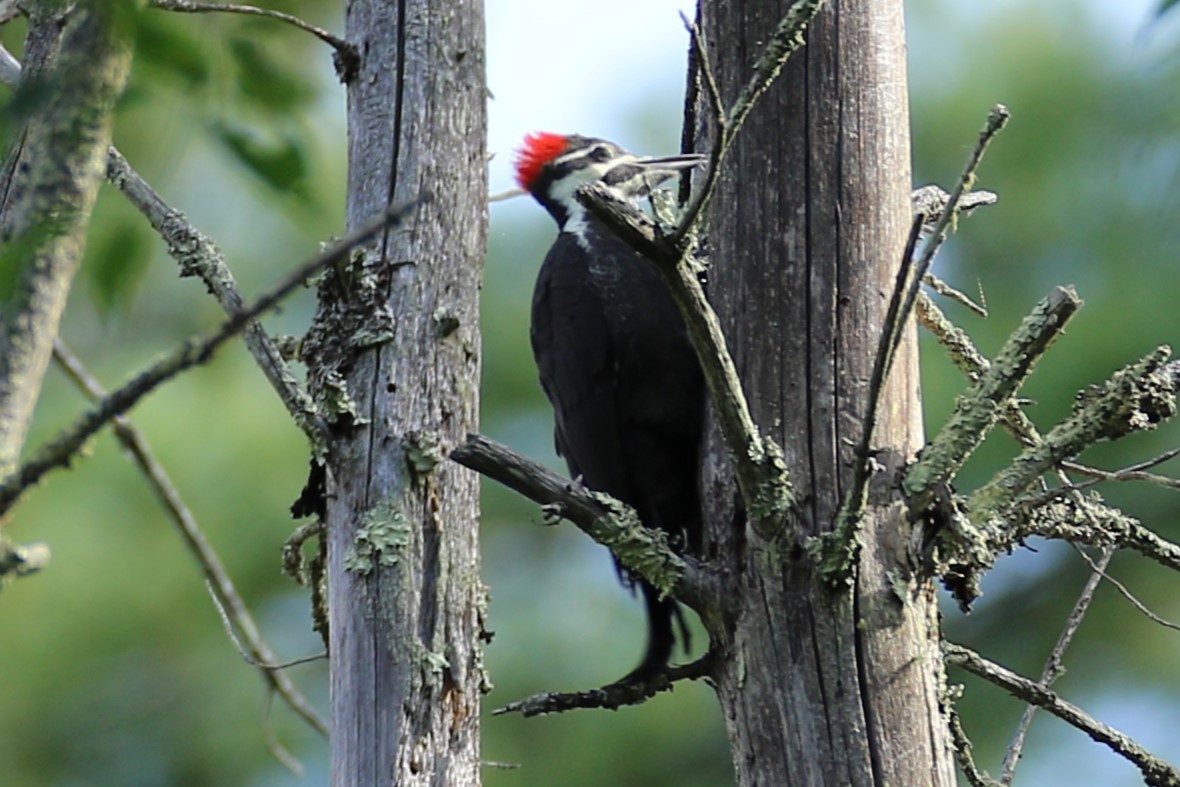 Pileated Woodpecker - ML532968171