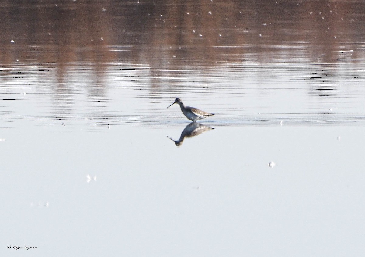 Spotted Redshank - ML532973341