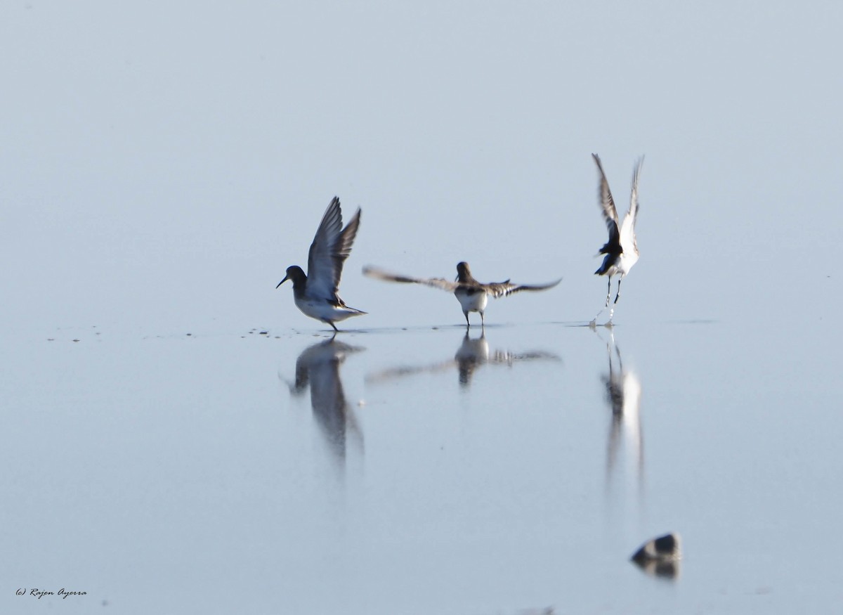 Dunlin - Rajen Ayerra Vildarraz