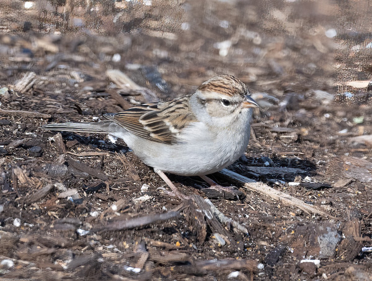 Chipping Sparrow - ML532974021