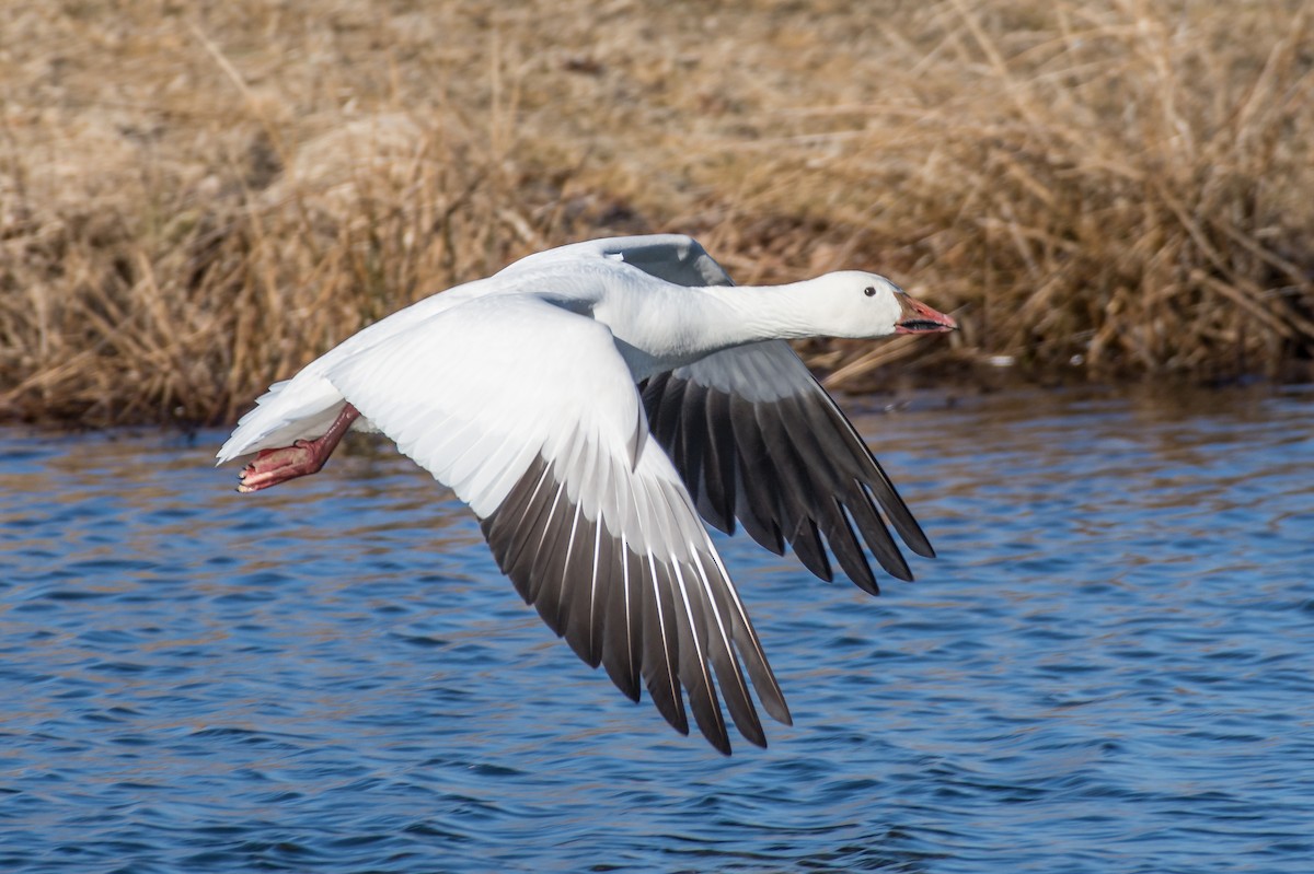 Snow Goose - Jason Dain