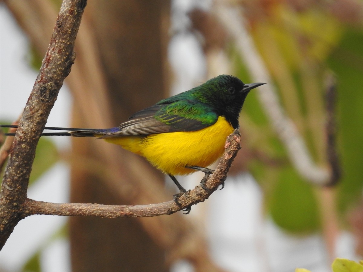 Pygmy Sunbird - David Cristóbal Huertas