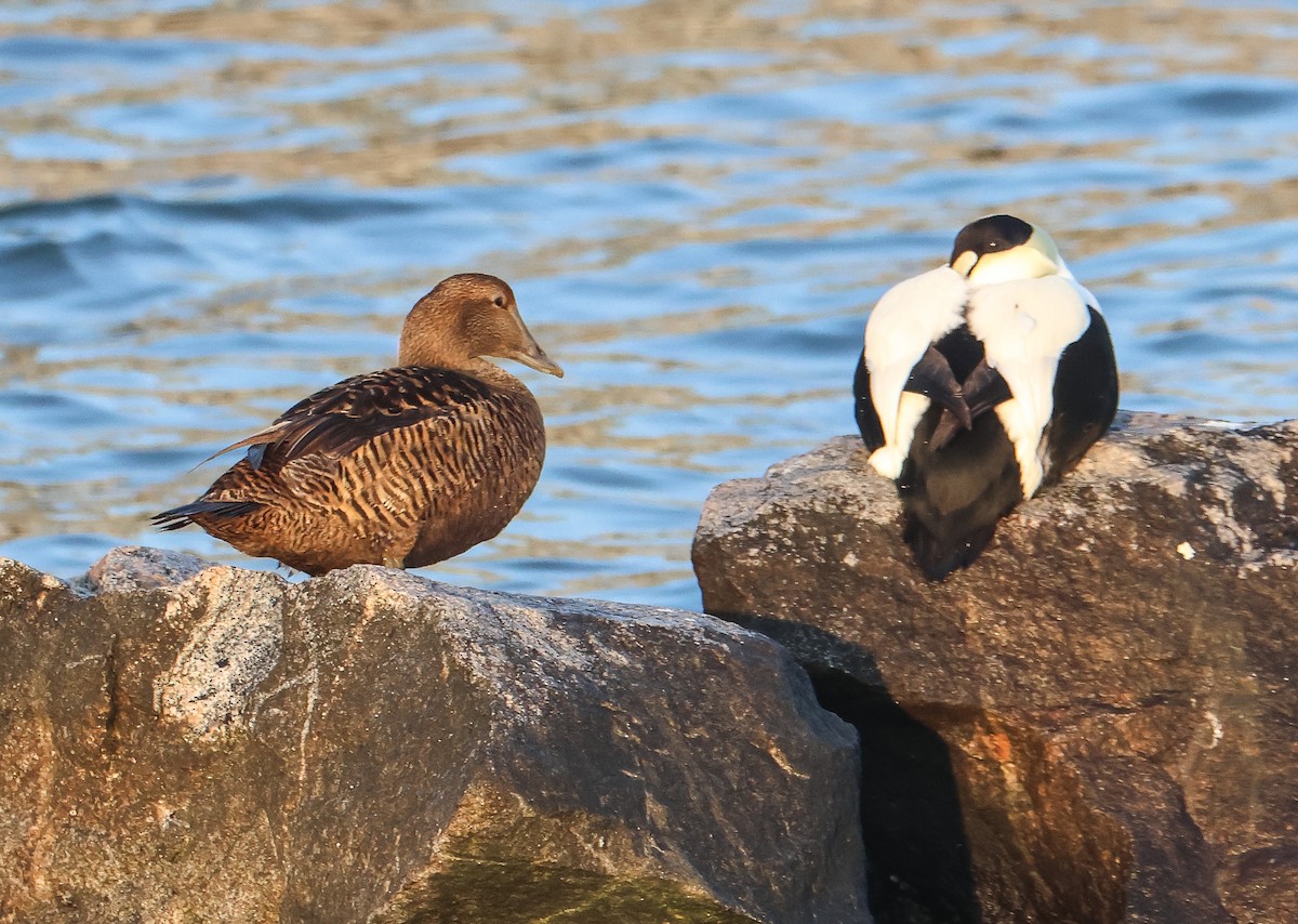 Eider arrunta - ML532976811