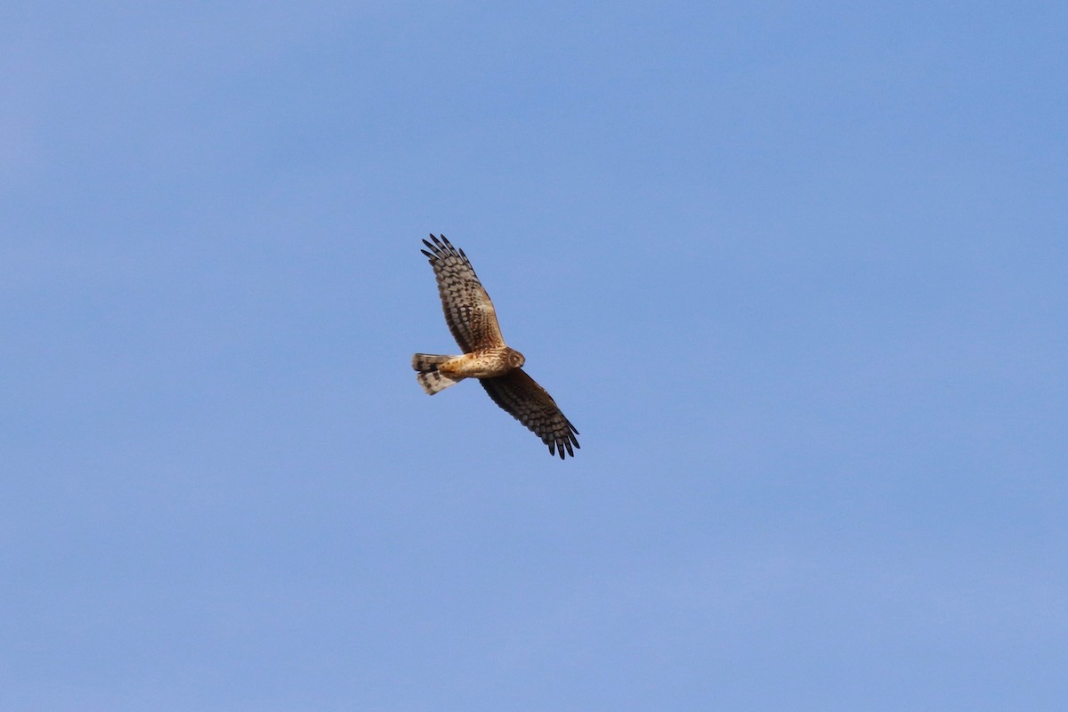 Northern Harrier - ML532978511