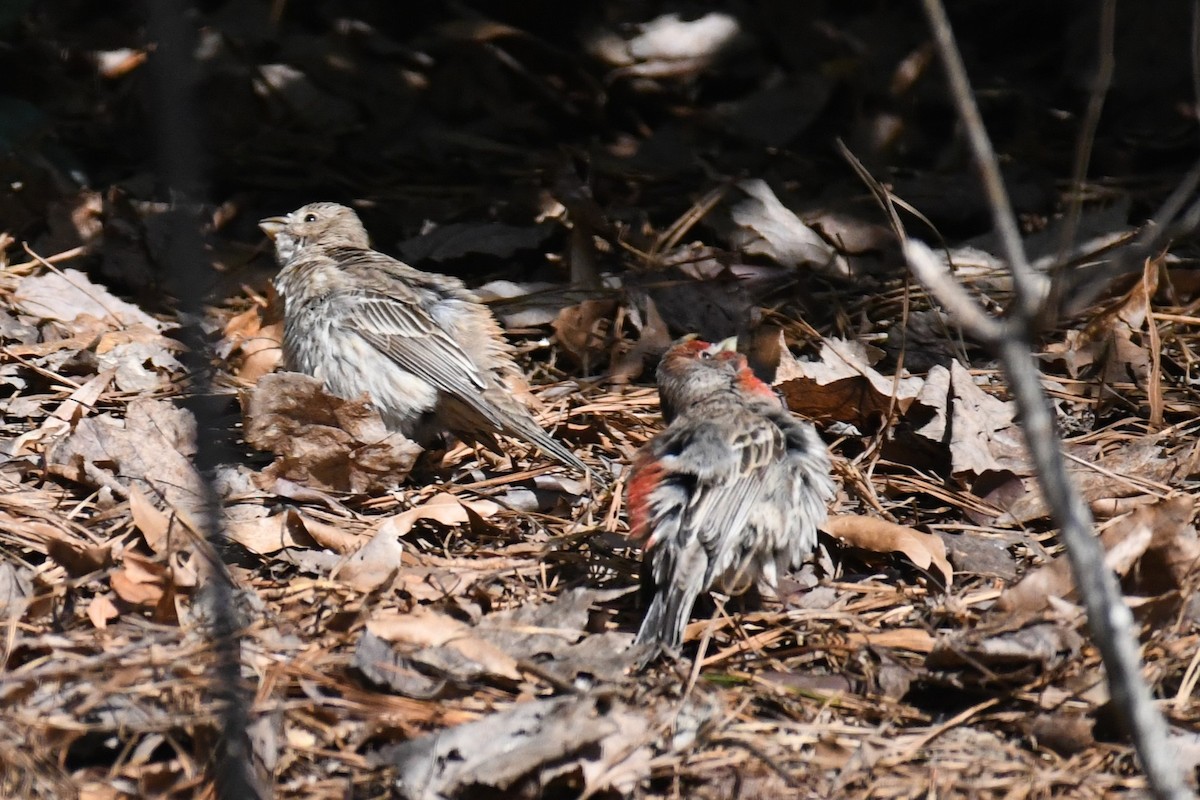 House Finch - ML532979701