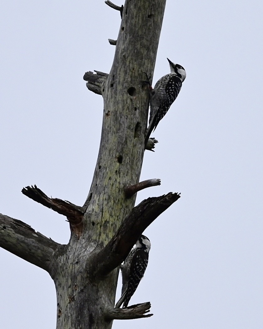 Red-cockaded Woodpecker - Joe Wujcik