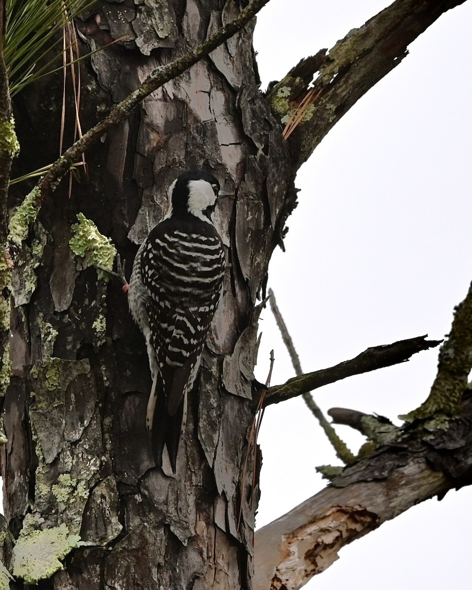 Red-cockaded Woodpecker - Joe Wujcik