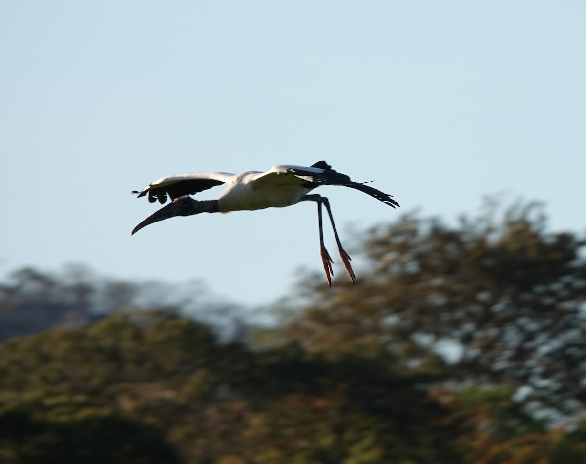 Wood Stork - ML532981461