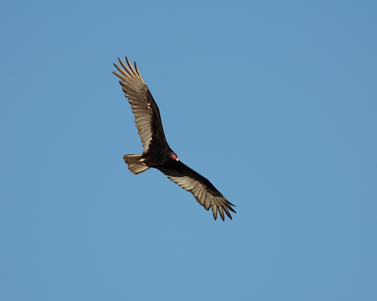 Turkey Vulture - ML532981651
