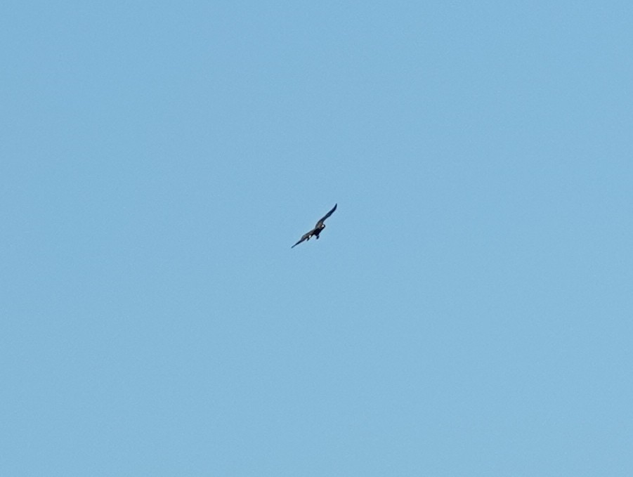 Great Black Hawk - ML532981781
