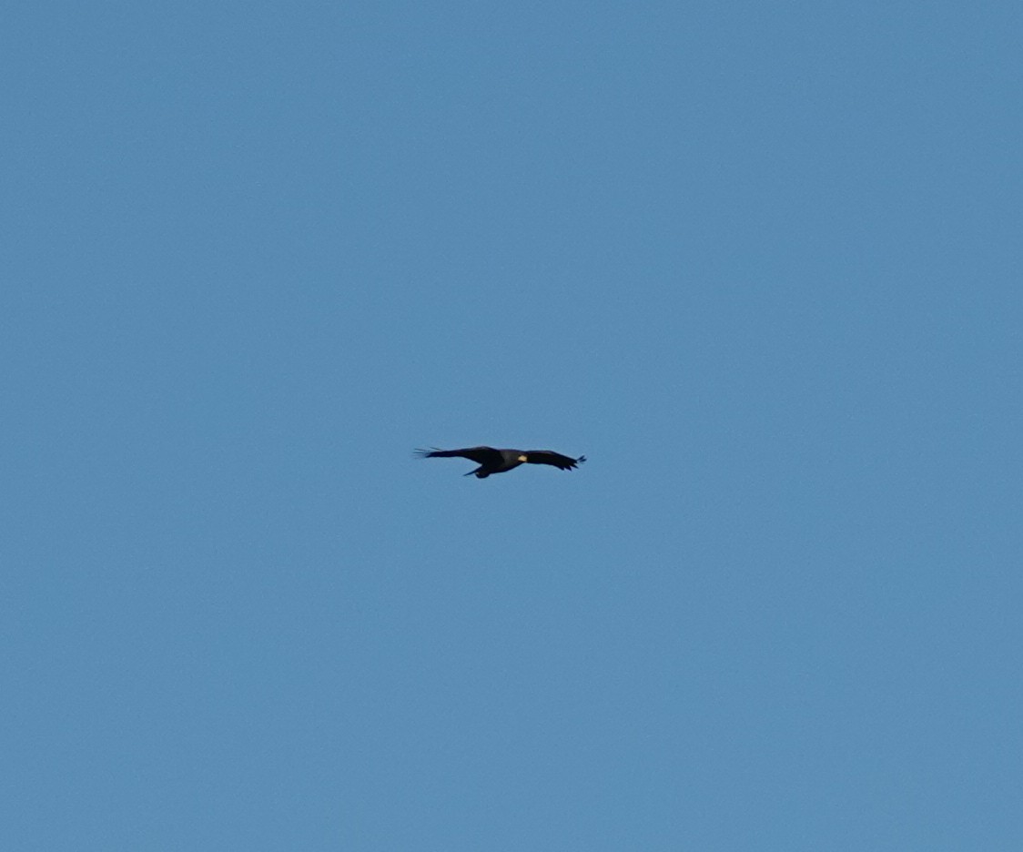 Great Black Hawk - ML532981811