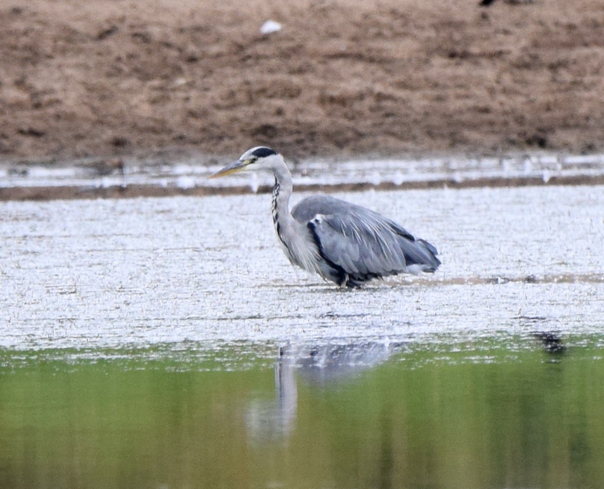 volavka popelavá (ssp. cinerea/jouyi) - ML532984491