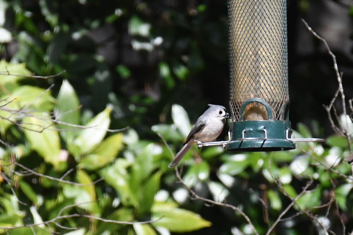 Tufted Titmouse - ML532984741