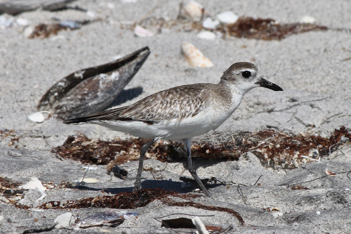 Black-bellied Plover - ML53298481