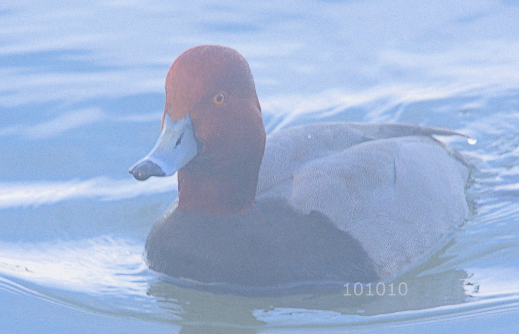 Fuligule à tête rouge - ML532985211