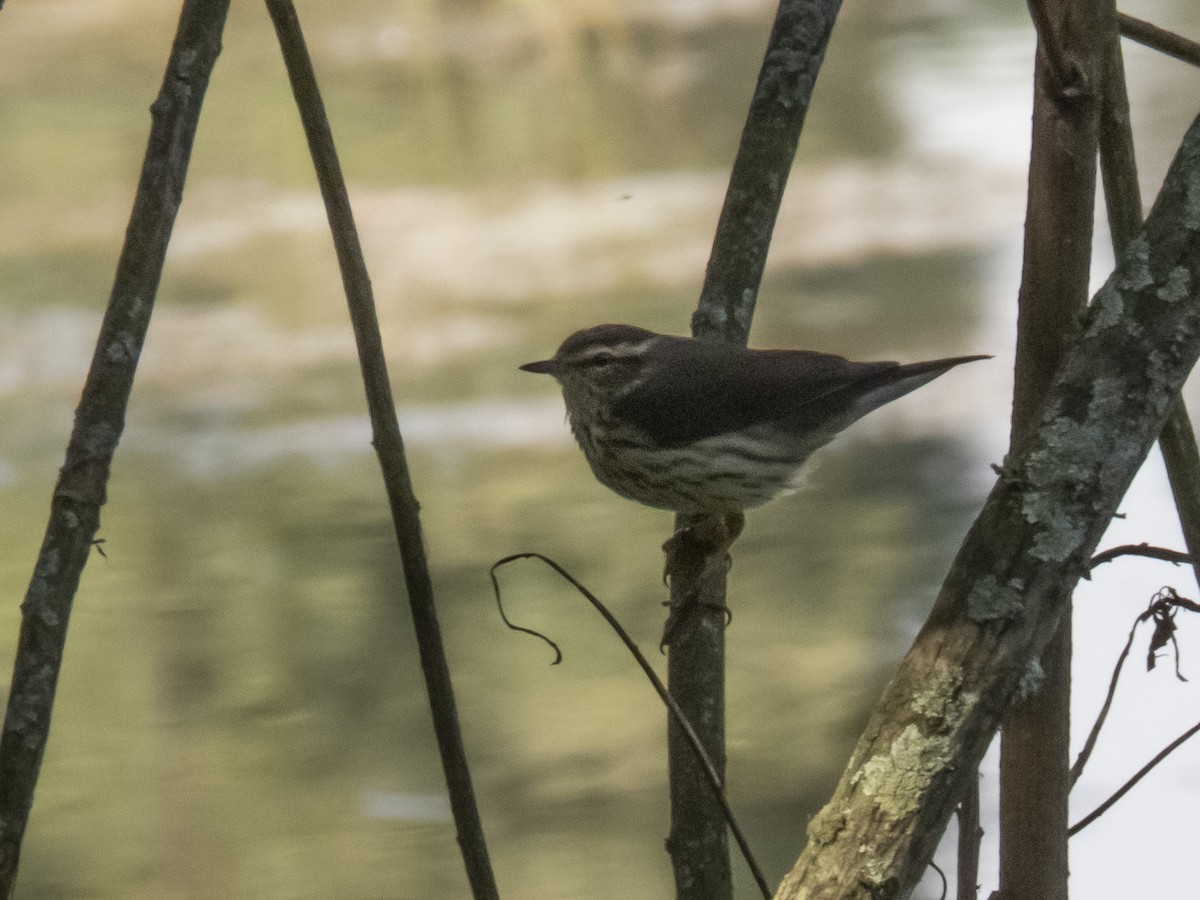 キタミズツグミ - ML532985751