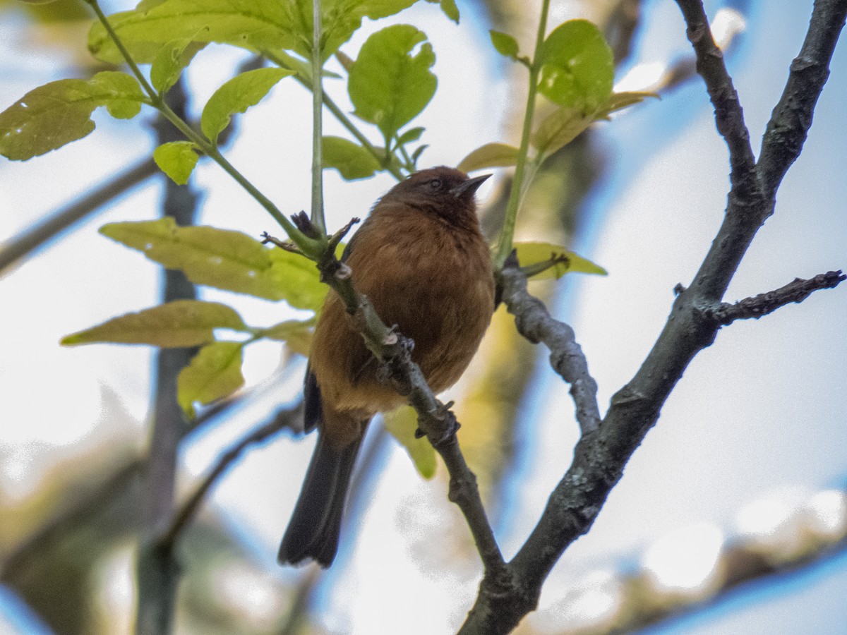 アカマユマルハシミツドリ - ML532985811