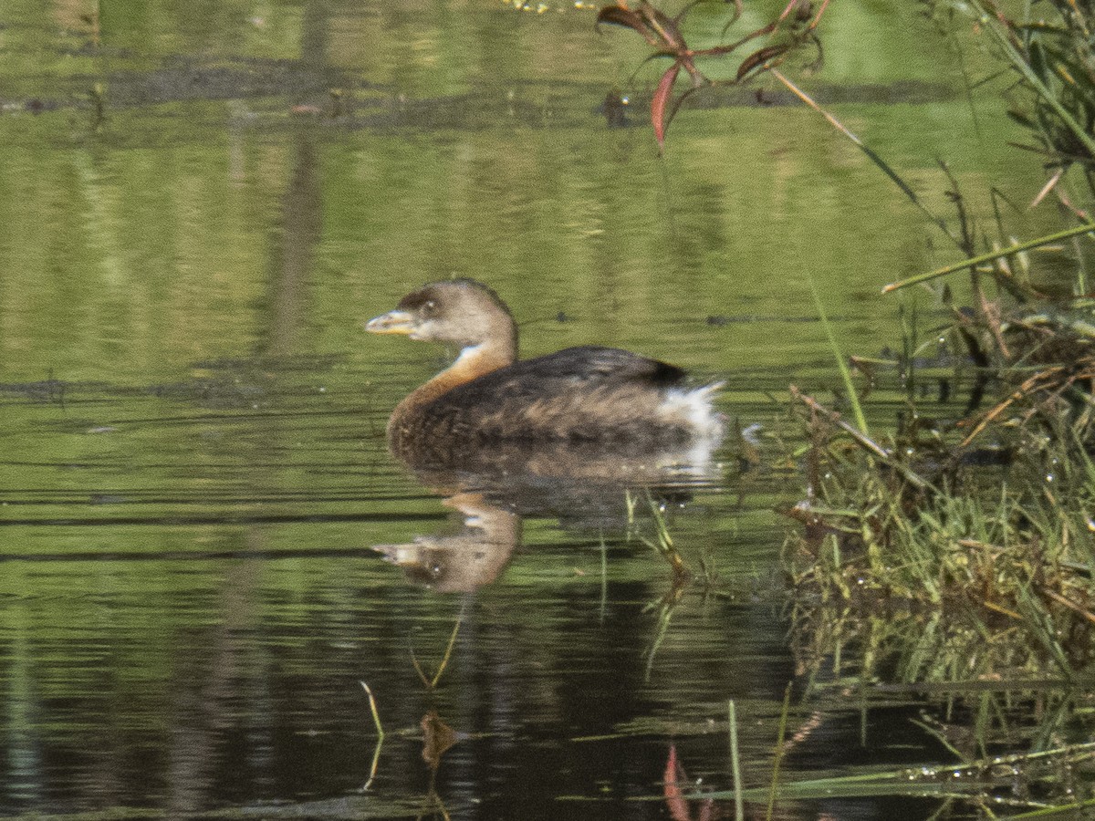 オビハシカイツブリ - ML532985851