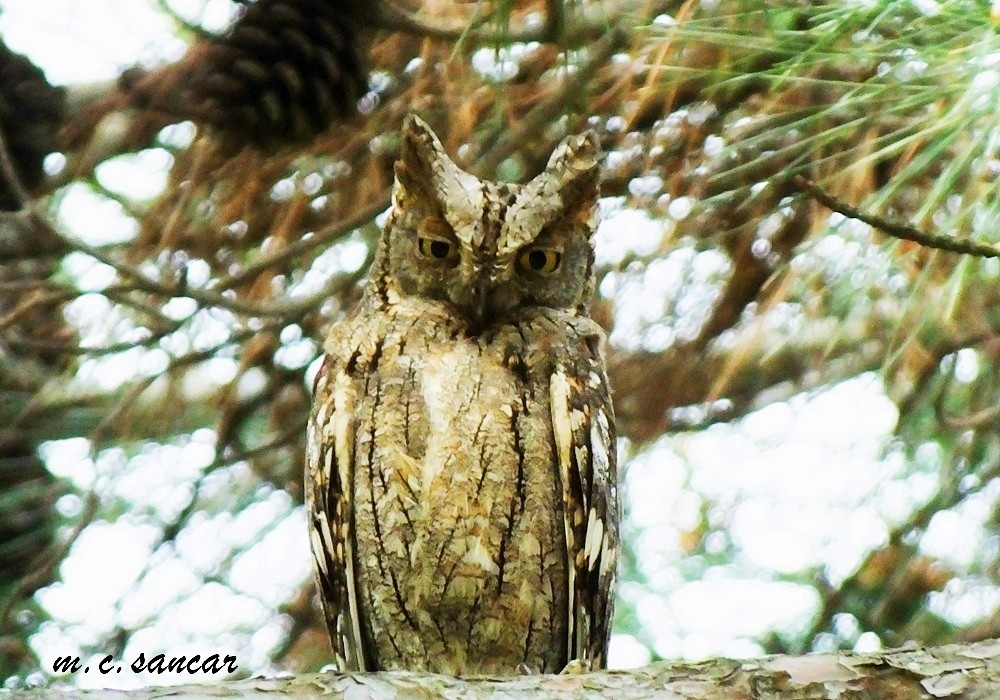 Eurasian Scops-Owl - ML532985991