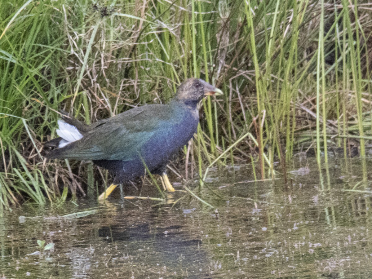 アメリカムラサキバン - ML532986141