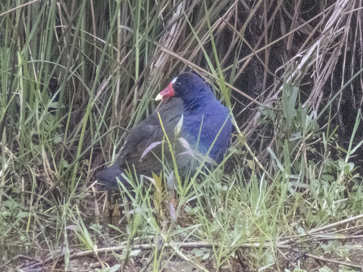 アメリカムラサキバン - ML532986161