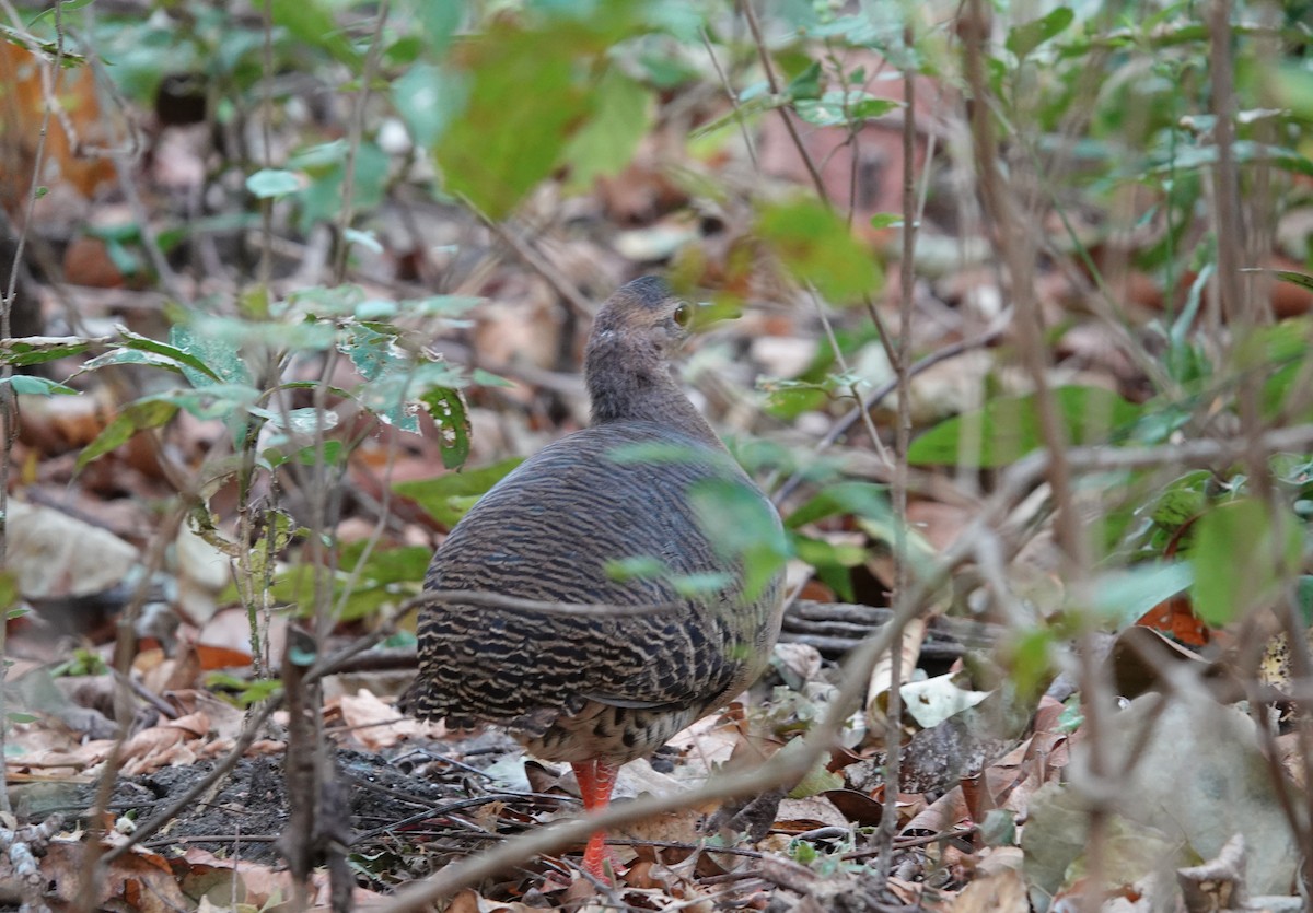 Thicket Tinamou - ML532986821