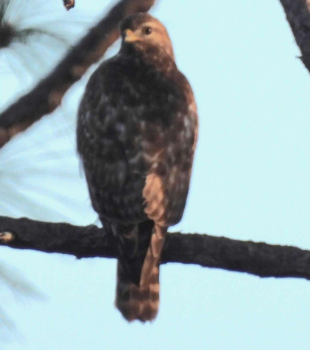 Red-shouldered Hawk - ML532987071