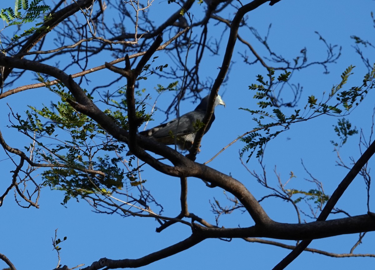 Hook-billed Kite - ML532988091