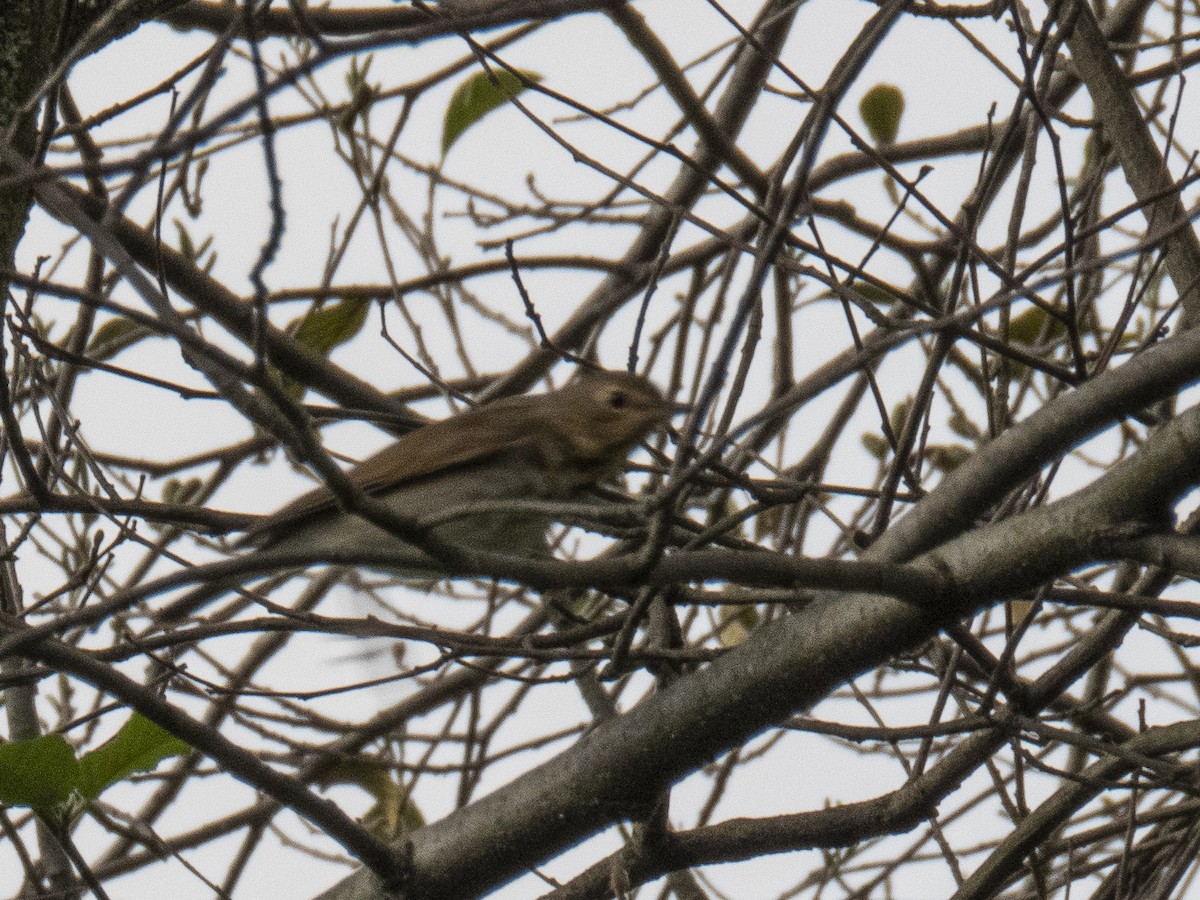 オリーブチャツグミ - ML532988381