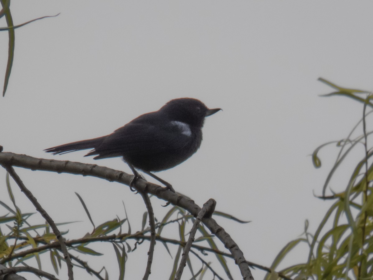 クロハナサシミツドリ - ML532988561