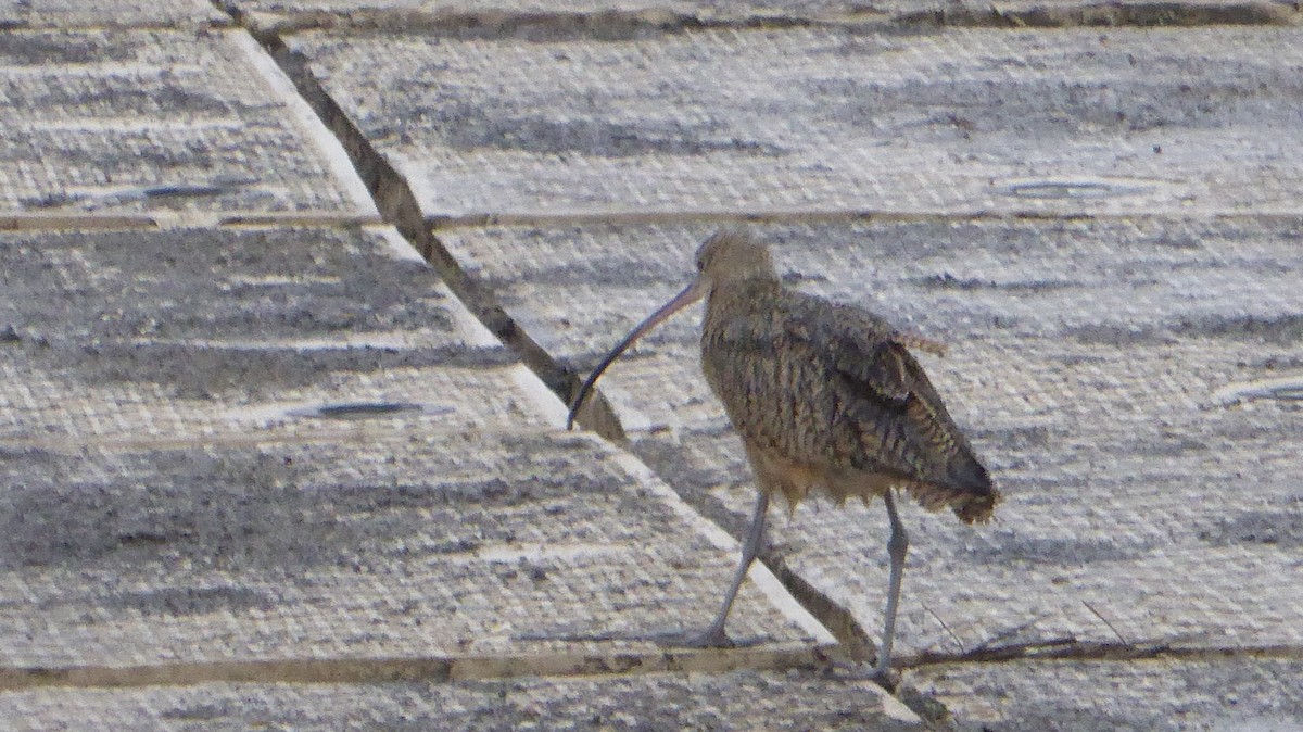 Long-billed Curlew - ML532989091