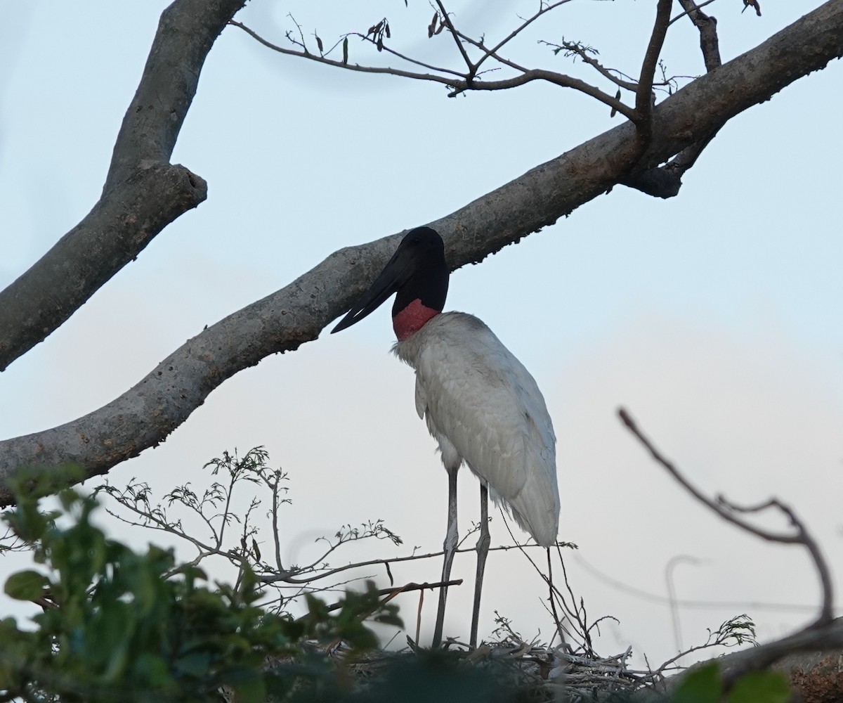 Jabiru - ML532989551